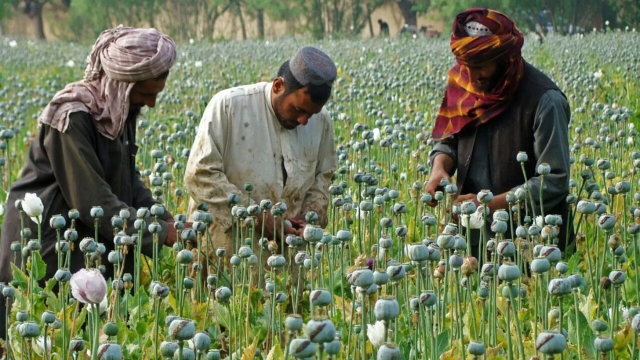 نگاهی به وضعیت کشت تریاک در افغانستان/ طالبان چگونه تحریم ها را دور می زنند؟