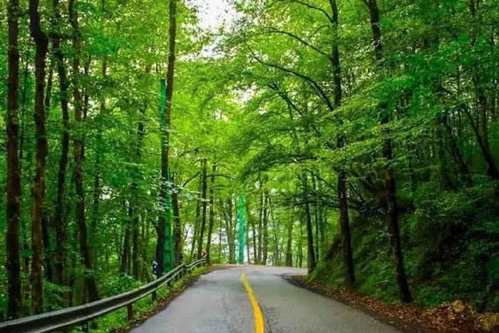 راهنمای سفر به جنگل های شمال ایران