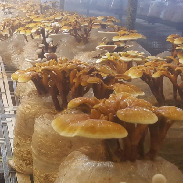قارچ گانودرما کجا گیر میاد