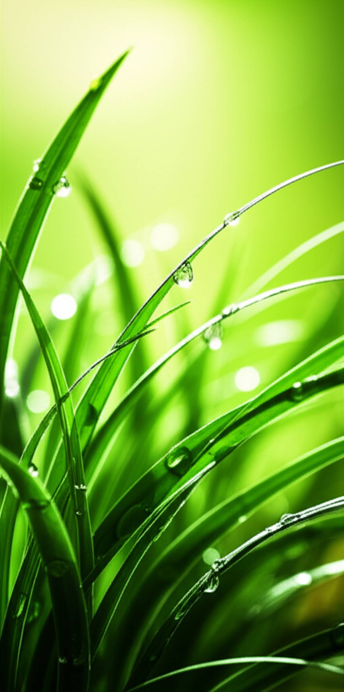 افشانه بینی نازومیون | بررسی کامل ویژگی ها و فواید | گیاهان سبز زندگی